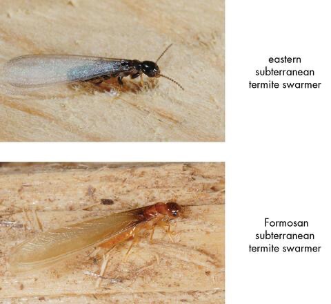 Termite Swarm Season in Alabama & Louisiana: What Homeowners Need to Know