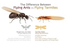 Flying Ants vs. Termites: How to Tell the Difference Before It Costs You Thousands