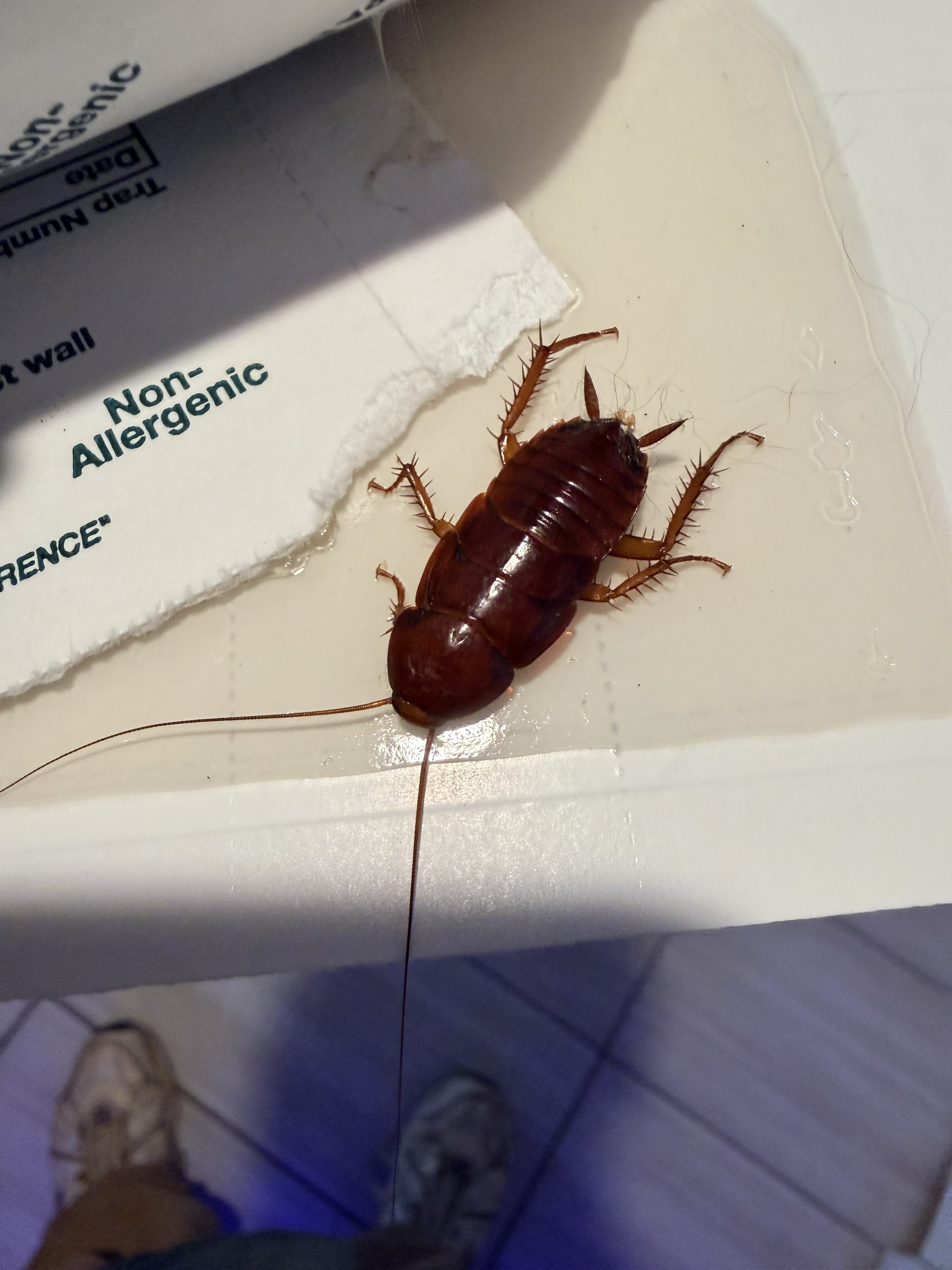 Why Am I Seeing Roaches After Heavy Rain in Daphne, AL?