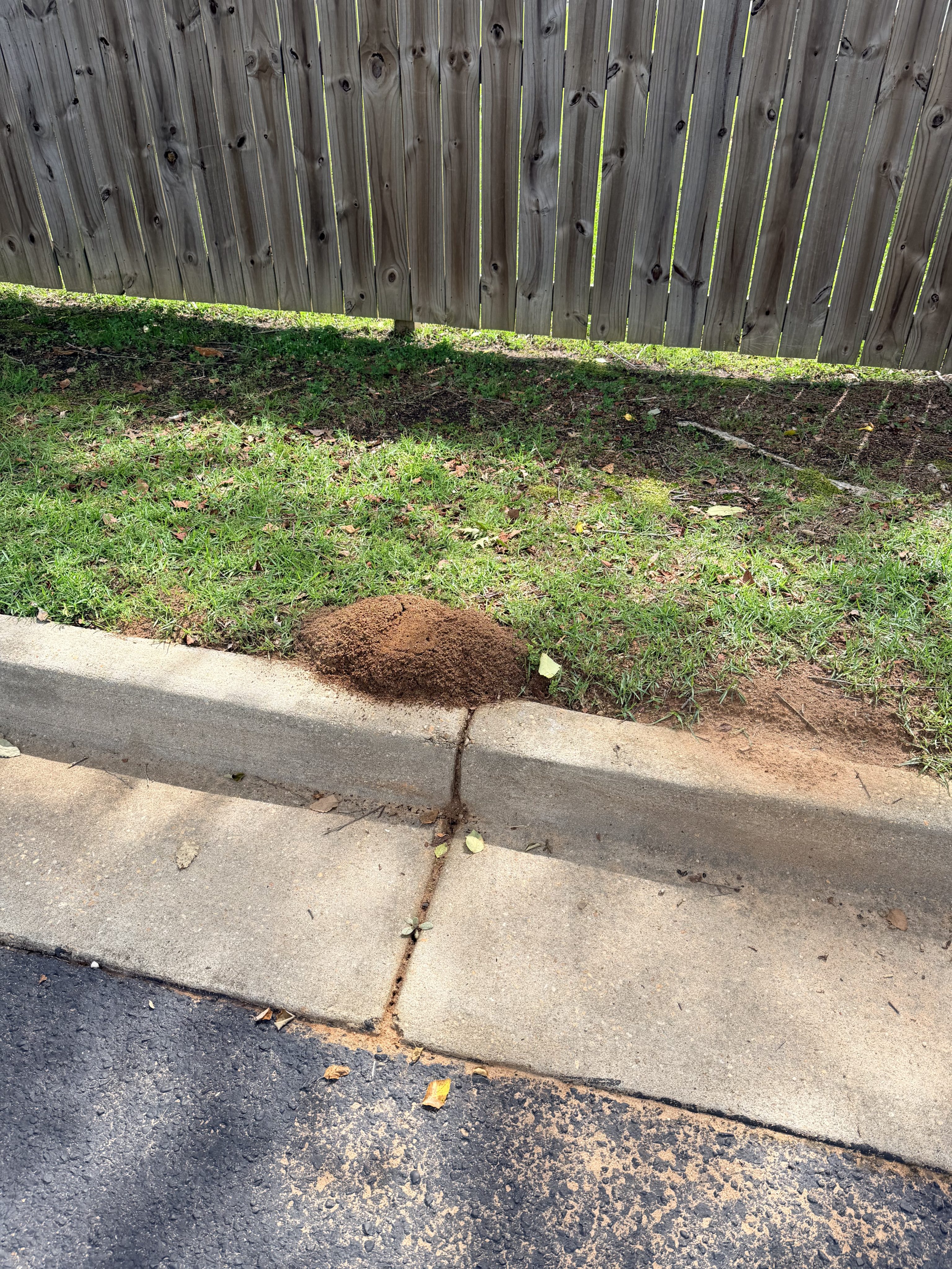Why Are Ants Taking Over My Yard in Daphne, AL?