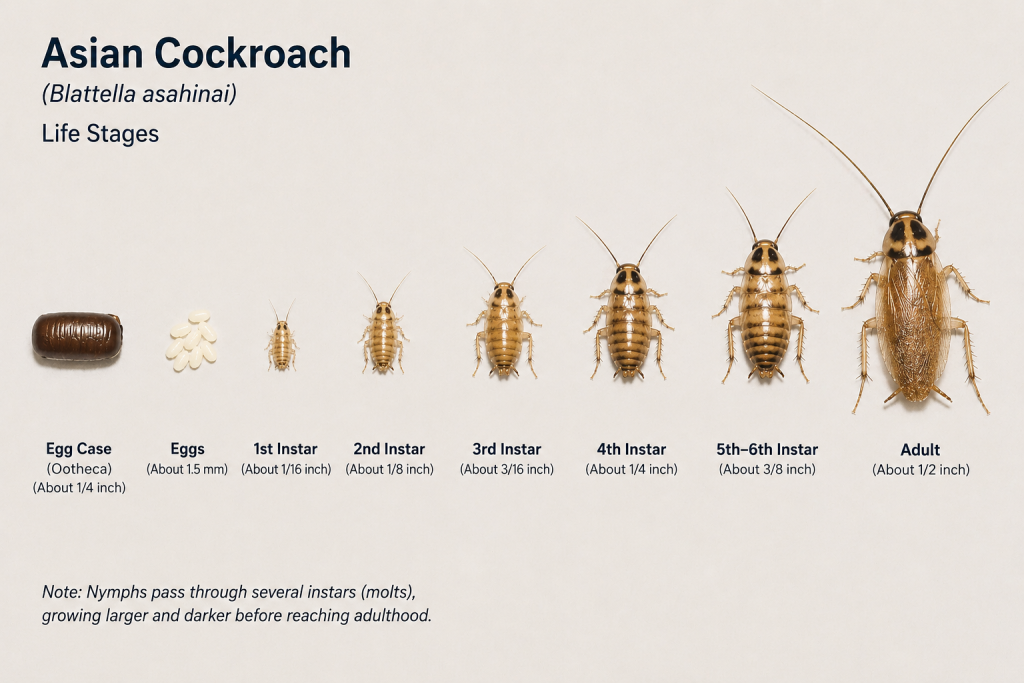Asian Cockroach Life Cycle | From Egg Case to Adult Diagram showing the Asian cockroach life cycle from egg case and eggs through multiple nymph stages to the adult cockroach.
