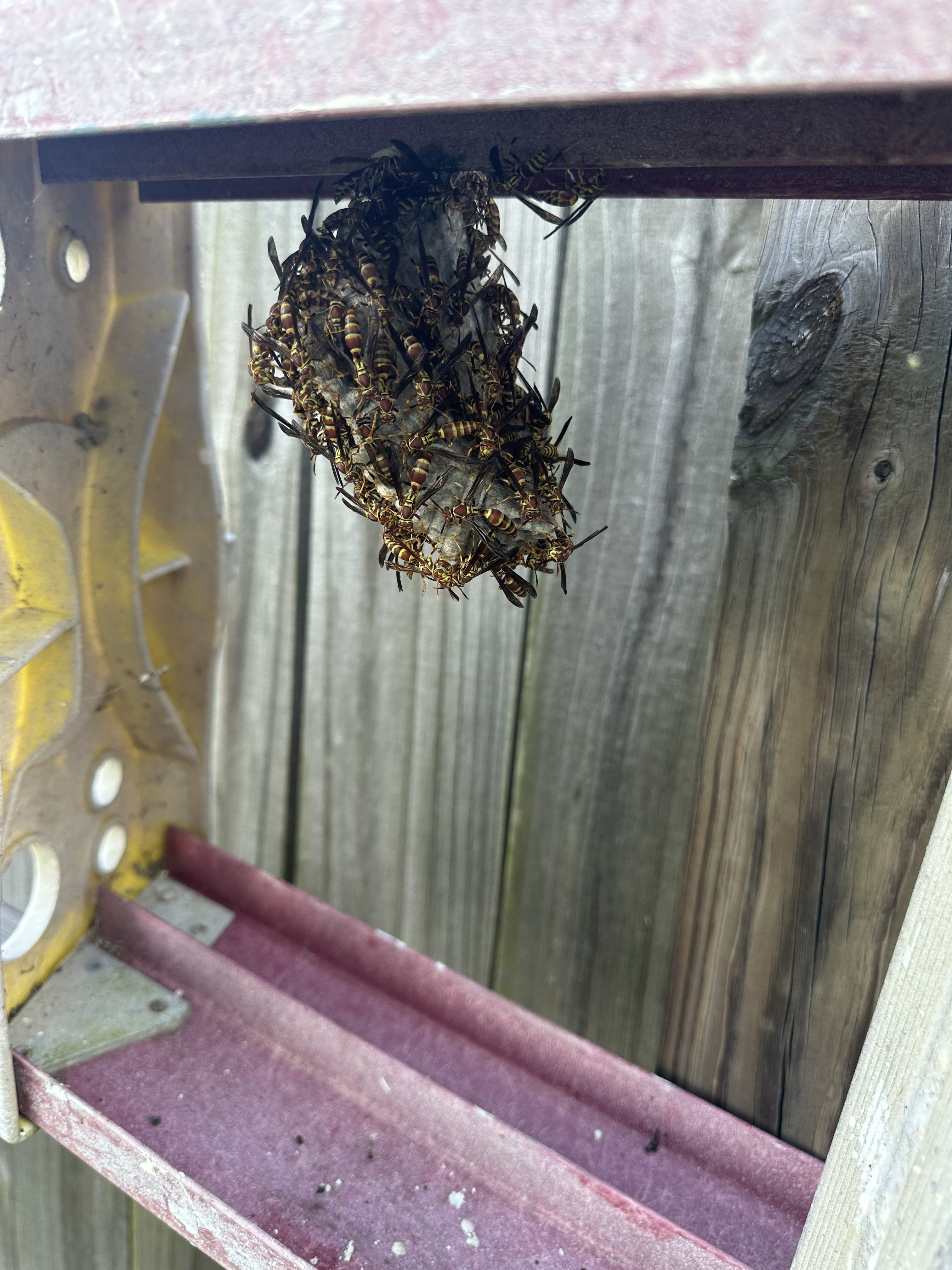 Wasps Around Your Home? What Their Activity May Be Telling You