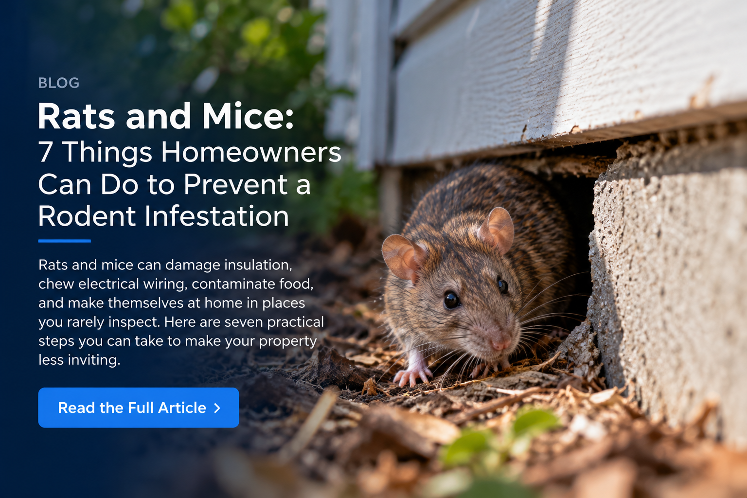 Tips For Dealing With Rats and Mice