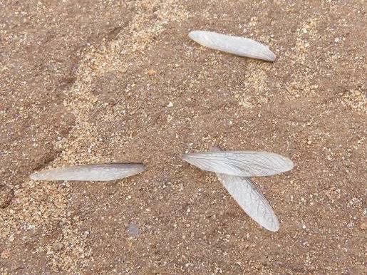 Discarded Termite Wings | Hilbun Pest Control Discarded termite wings found near a home, a common sign of a recent termite swarm.