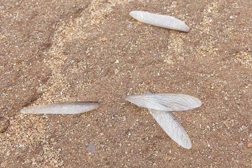 Discarded Wings After a Termite Swarm Discarded termite wings found outdoors after a swarm, indicating nearby termite activity.