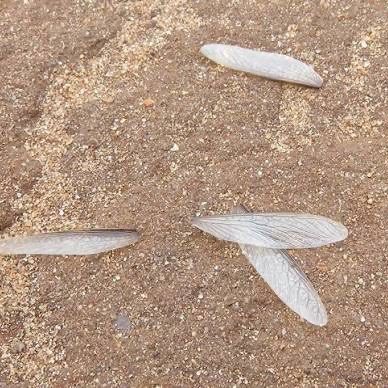 Discarded Termite Wings in Baton Rouge Discarded termite wings that may be left behind after a termite swarm.