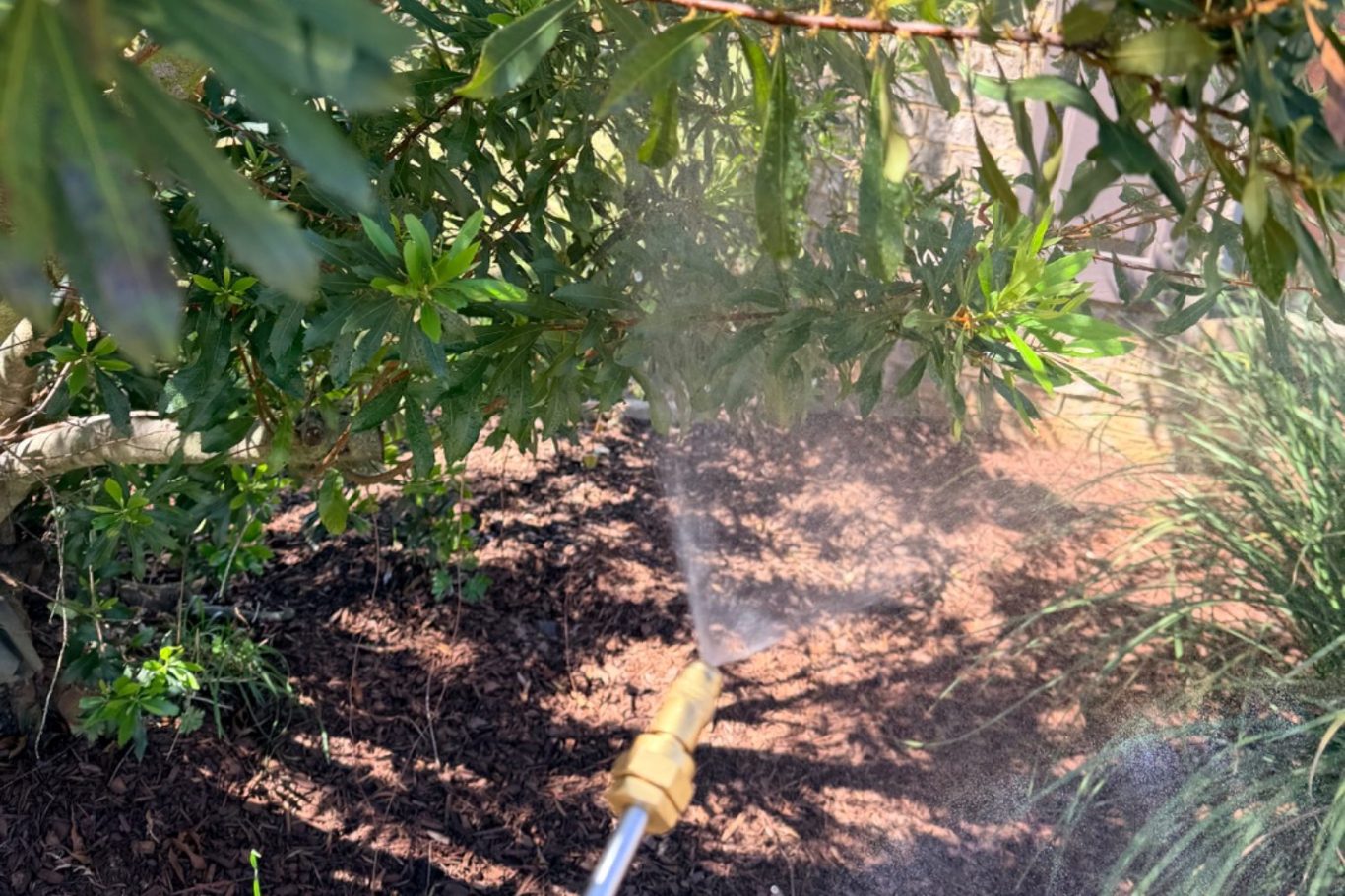 Pest control technician applying mosquito treatment to underside of tree leaves using backpack sprayer