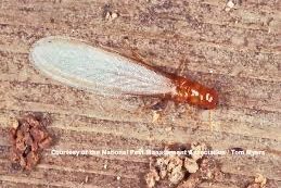 Drywood Termite Identification Close-up image of a drywood termite, a wood-destroying termite species that infests dry structural lumber.