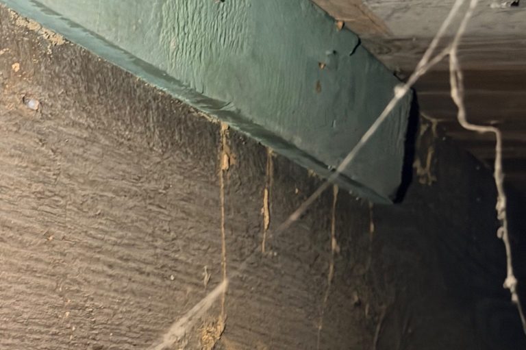 Active Termite Mud Tubes In Crawlspace Subterranean termite mud tubes visible on wooden crawlspace beam beneath residential structure.
