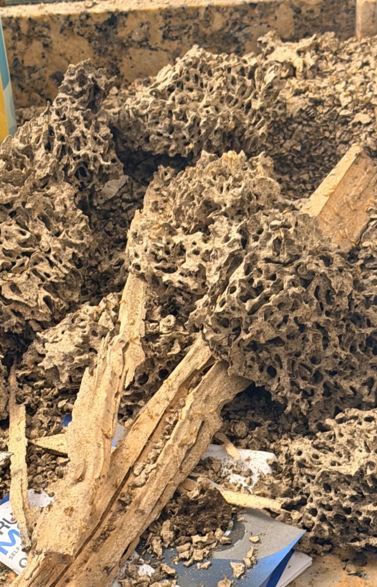 Severely damaged wood with extensive galleries caused by subterranean termite activity.