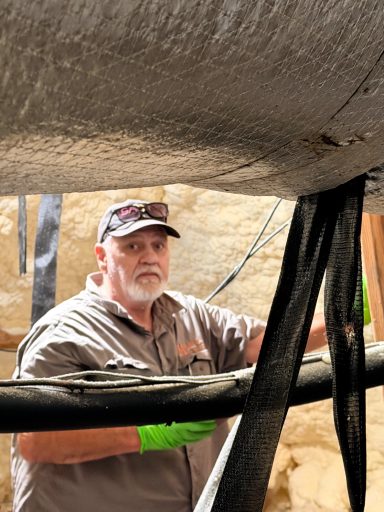 Checking the attic for rodents Pest Control tech checking for sings of rodents in an attic