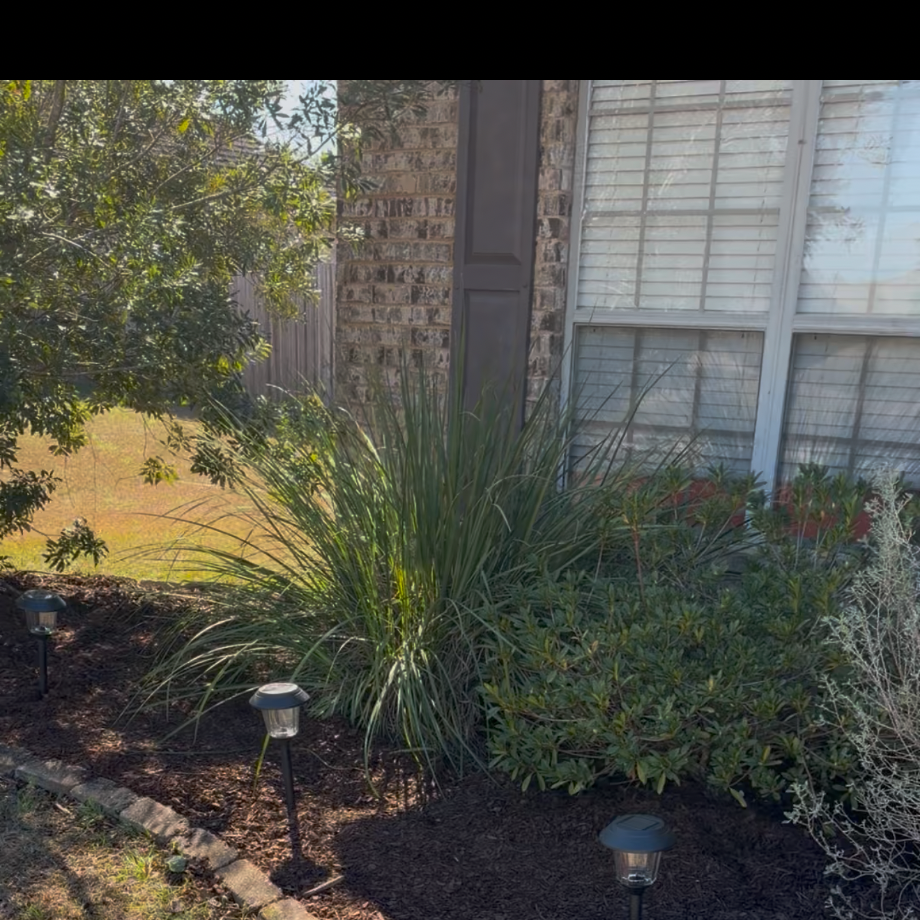Mosquito inspection of landscaped flower bed with shrubs and small tree near home in Daphne, Alabama