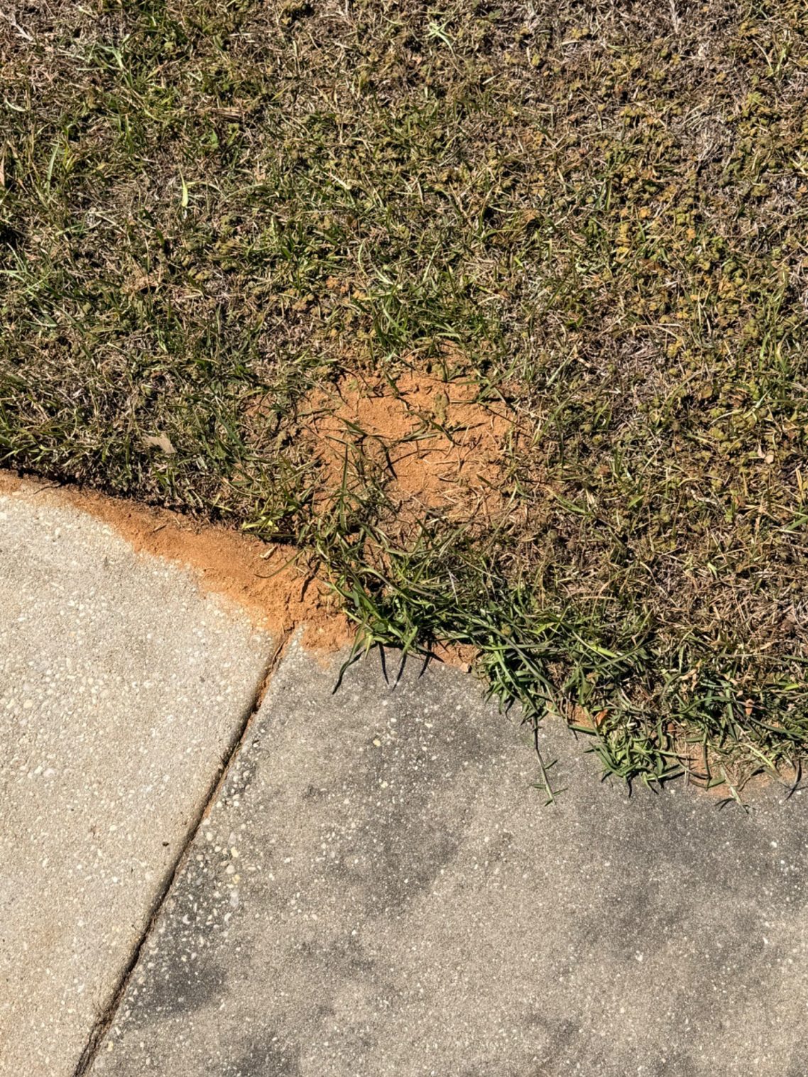 Ant Mound Emerging Through Sidewalk Crack Ant mound in a sidewalk crack with visible soil buildup and active ants entering and exiting the nest