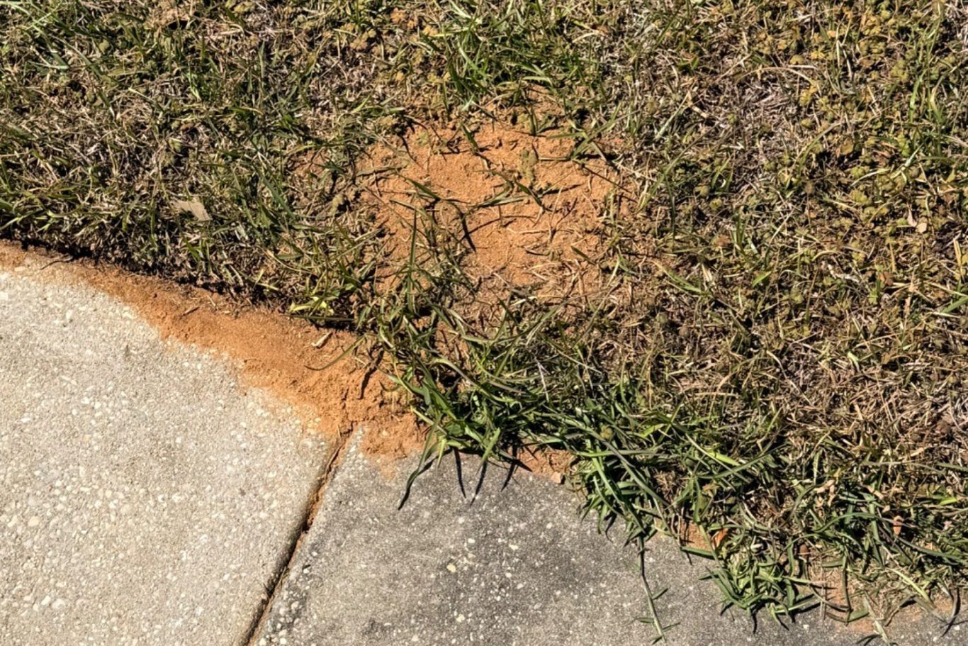 Ant mound in lawn near sidewalk showing need for professional pest control treatment in Daphne, Alabama