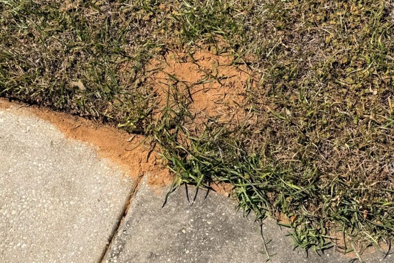 Fire ant mound in Fairhope Alabama yard