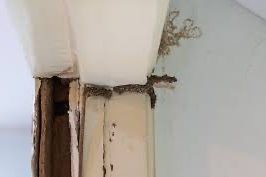 Termite Damage Around Door Frame Causing Wood Warping Warped door frame with visible termite damage caused by moisture and subterranean termite activity.
