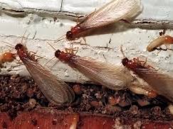 Swarming Termites Around a Home | Hilbun Pest Control Winged termites swarming near a structure, often indicating an active termite colony nearby.
