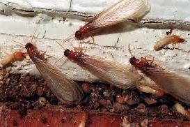 Formosan Termite Identification Close-up image of a Formosan termite, an aggressive invasive termite species common along the Gulf Coast.