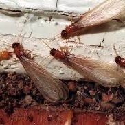 Termite Swarmers in Baton Rouge, Louisiana Close-up of winged termite swarmers, a common sign of termite activity in Baton Rouge.