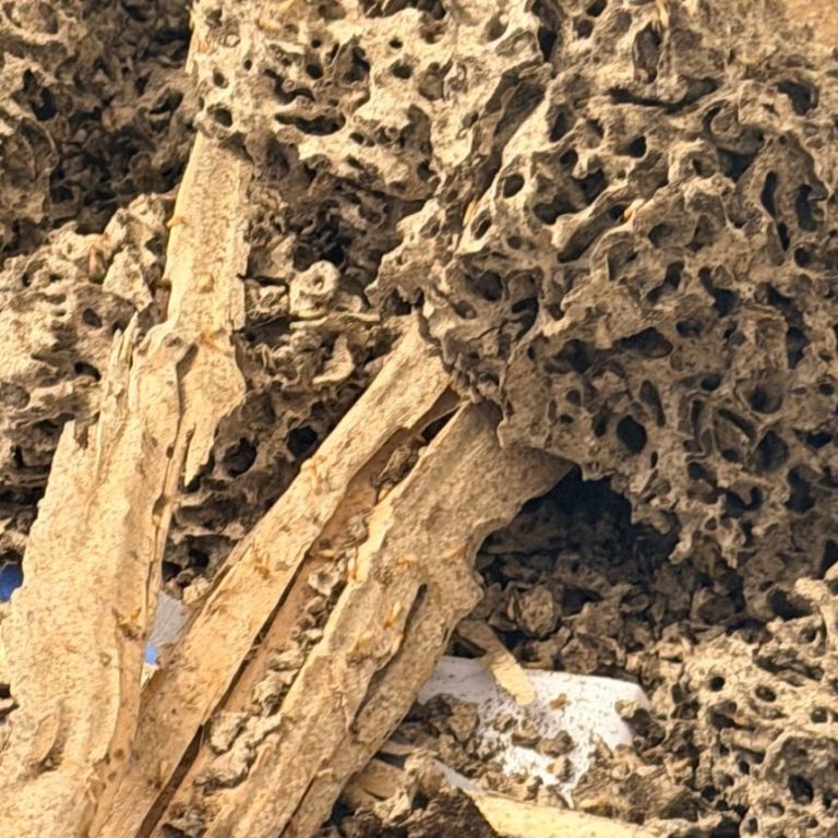 Severe Subterranean Termite Damage Found During Gulf Coast Inspection | Hilbun Pest Control Subterranean termite damage and mud tubing discovered during a professional Gulf Coast termite inspection.