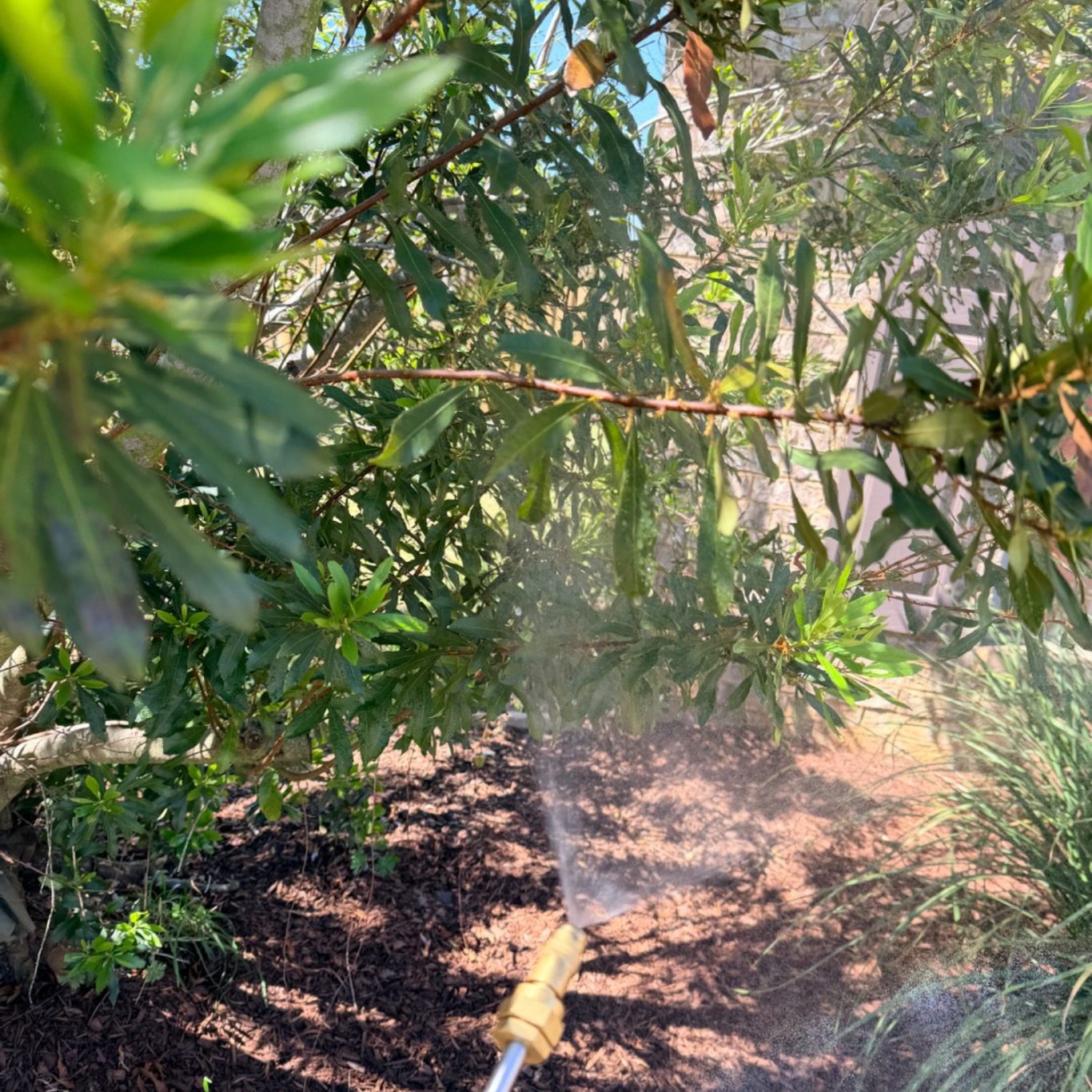 Technician applying targeted mosquito treatment with backpack sprayer to underside of leaves in Daphne, Alabama