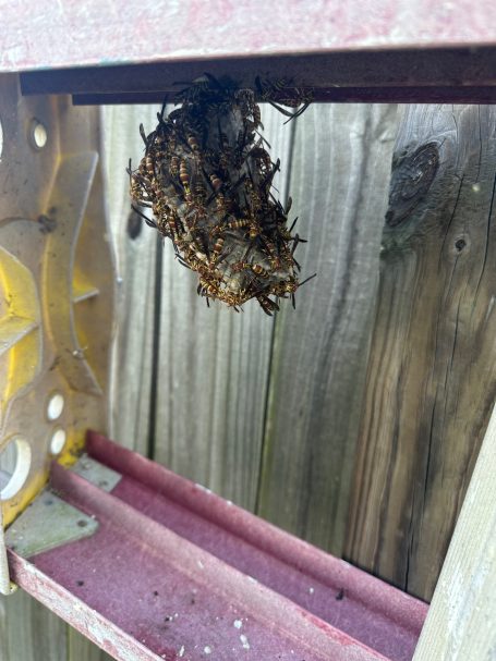 Large yellow jacket nest discovered underneath a ladder during a residential pest control visit.