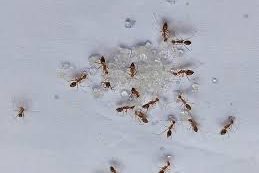 Hilbun Pest Control finding sugar ants in Fairhope, AL home.
