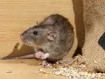 Mouse feeding from an open bag of oats, illustrating how accessible food sources attract rodents.
