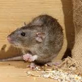 Common house mouse found in Daphne, Alabama residence Close-up of a house mouse indoors in Daphne, Alabama, a common rodent pest