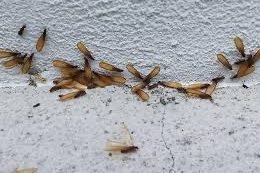 Discarded Termite Wings Near Foundation Wall Discarded termite wings gathered beside an exterior concrete wall during swarm season.