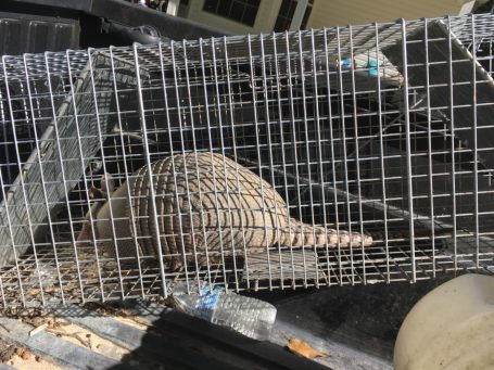 Armadillo safely captured inside a live trap during a wildlife removal service.