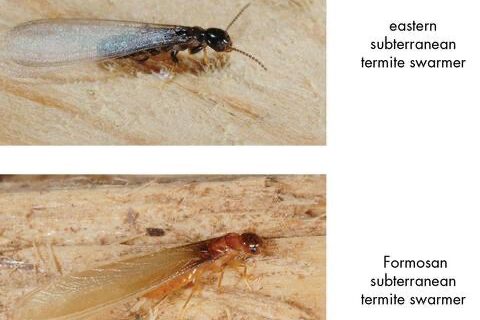 Eastern And Formosan Termite Swarmers Comparison Comparison photo of eastern subterranean and Formosan termite swarmers on wood surface.