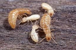 Subterranean Termite Identification Close-up image of a subterranean termite commonly found causing structural wood damage in Gulf Coast homes.
