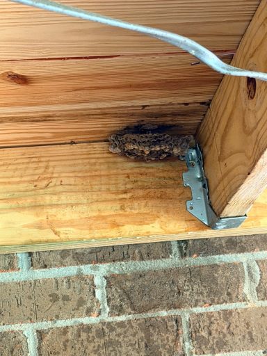 Wasp nest found Wasp nest found under a deck