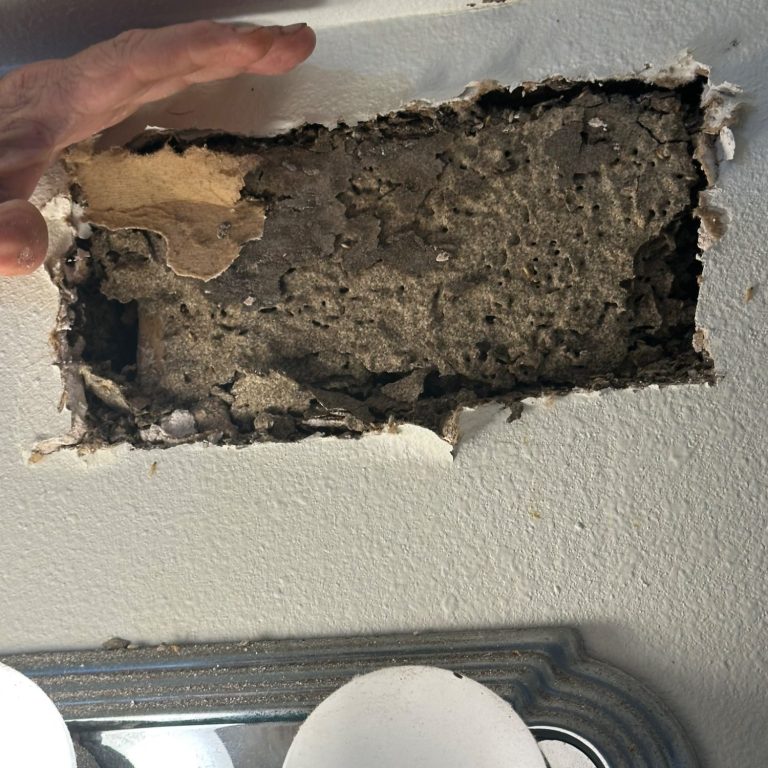 Hilbun Pest Control identified an active Formosan termite infestation during the initial inspection. The termite carton was eliminated