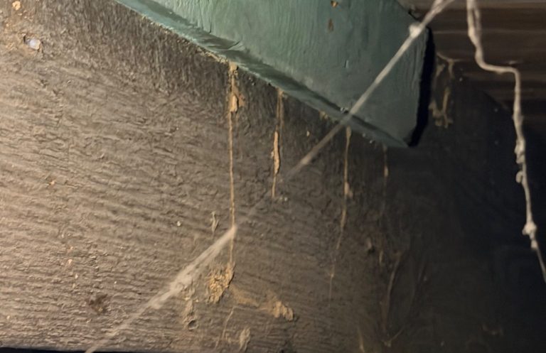 Active Termite Mud Tubes in Crawlspace Subterranean termite mud tubes on crawlspace foundation indicating active termite activity